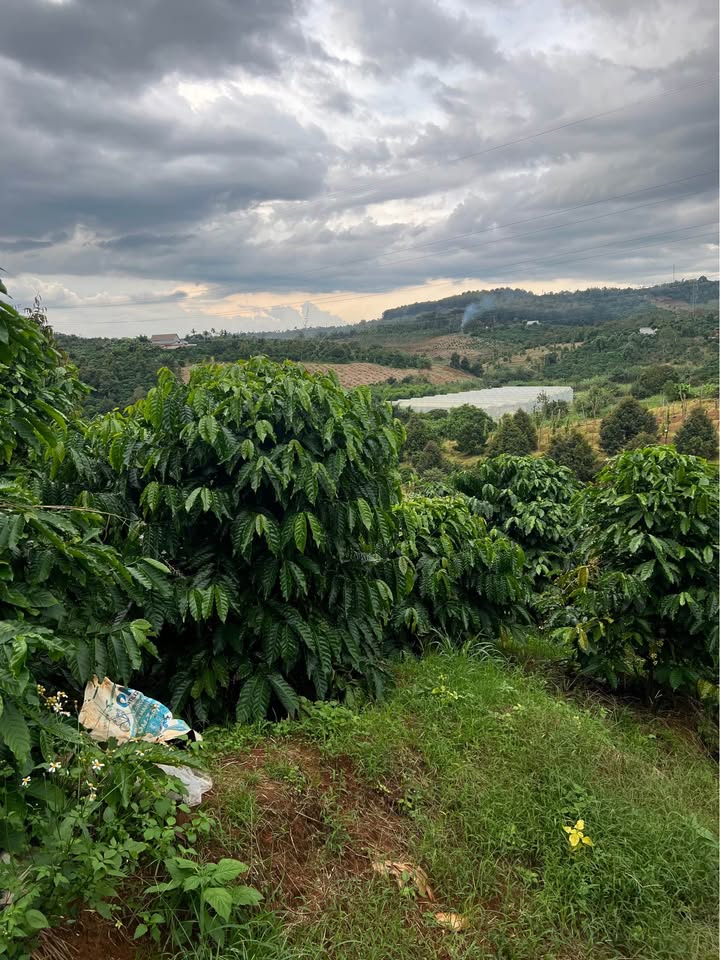 Bán 1.4ha đất vườn sầu riêng, mặt tiền 50m, phường Đông Gia Nghĩa, Đắk Nông