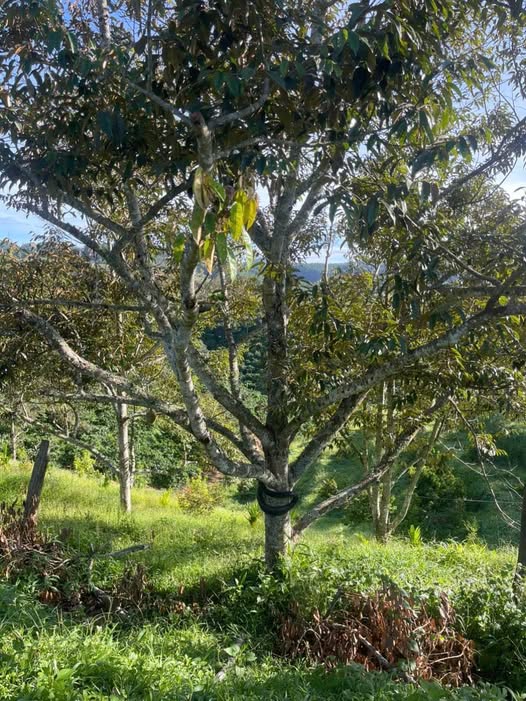 Sở hữu ngay vườn sầu riêng 1 ha tại Tahine, Đức Trọng với giá chỉ 1,4 tỷ