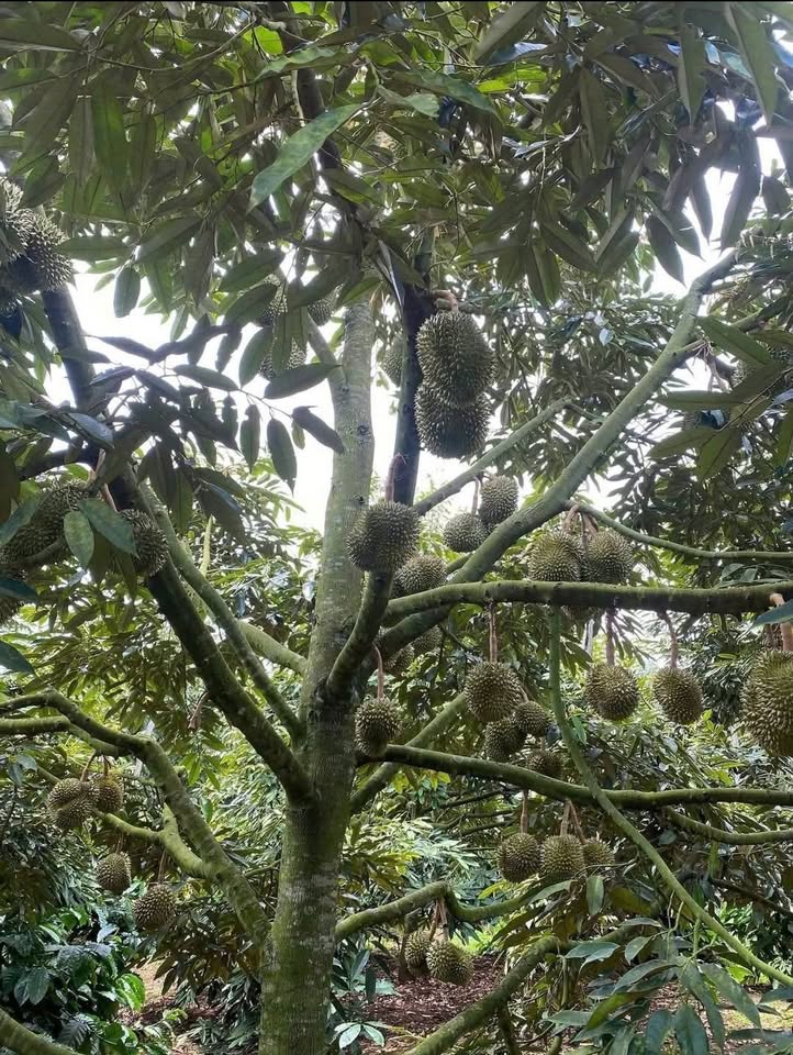 Bán đất 1500m² có sầu riêng, sổ sẵn, gần quốc lộ 13, Dĩ An, Bình Dương