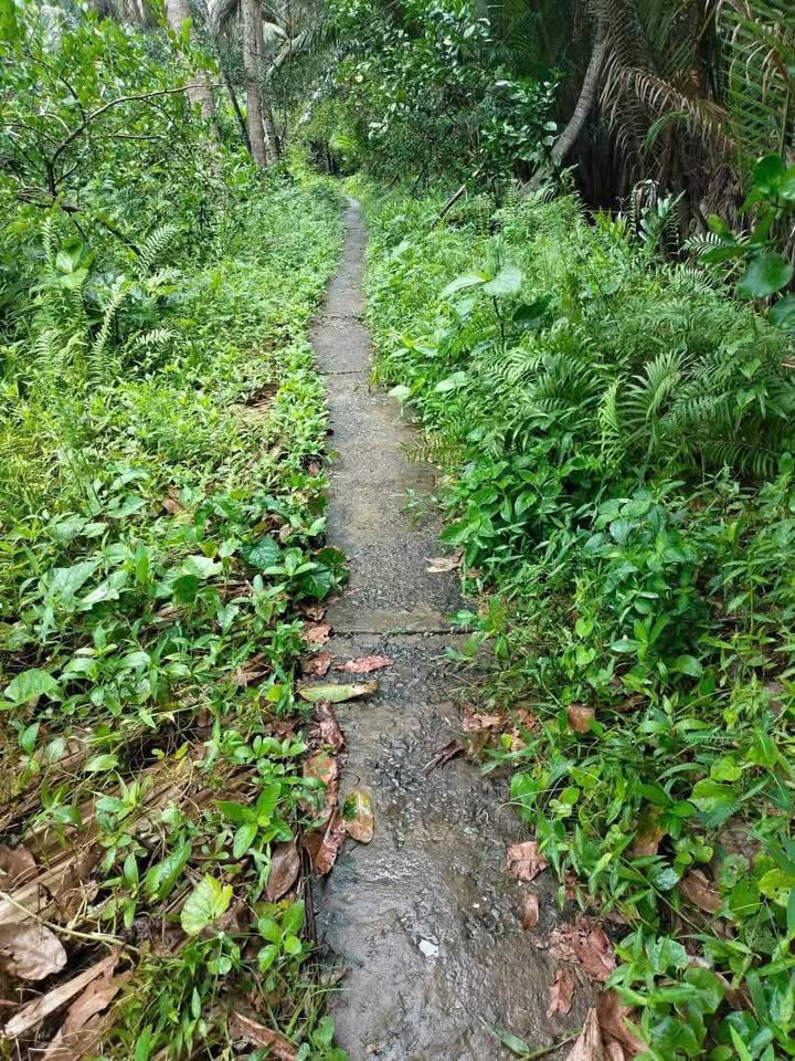 Đất Bình Hòa, Bến Tre 1.9 công đất vuông vức, sổ sẵn, giá chỉ 550 triệu