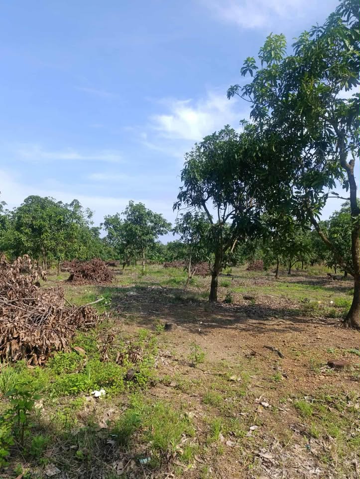 Bán gấp đất vườn 3029m2 mặt tiền rộng, có thổ cư, gần hồ Trị An