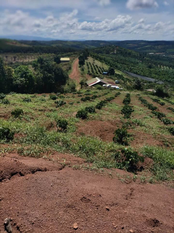 Cần bán gấp lô đất đỏ bazan cực phẩm tại Trường Xuân, Đắk Nông