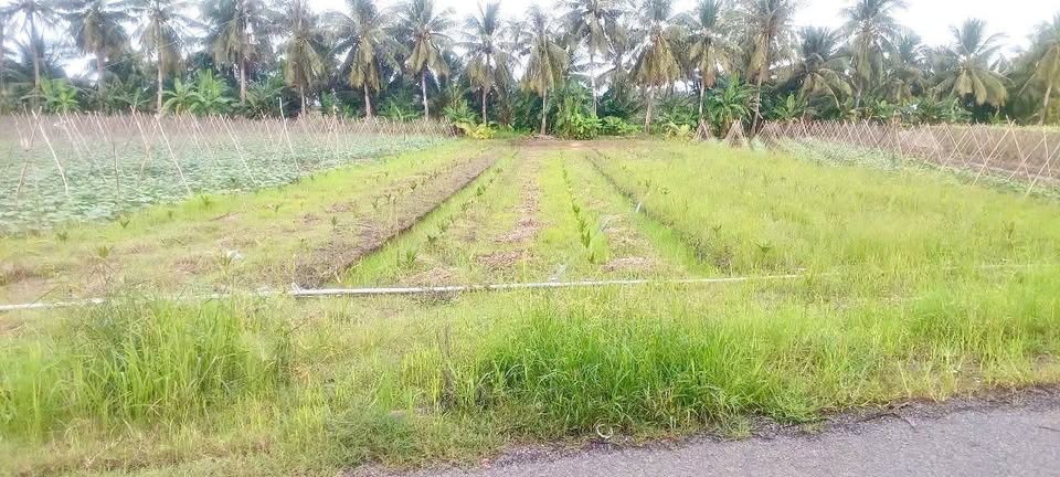 Nền vàng Cần Thơ lộ nhựa 10 tấn, nở hậu đón tài lộc