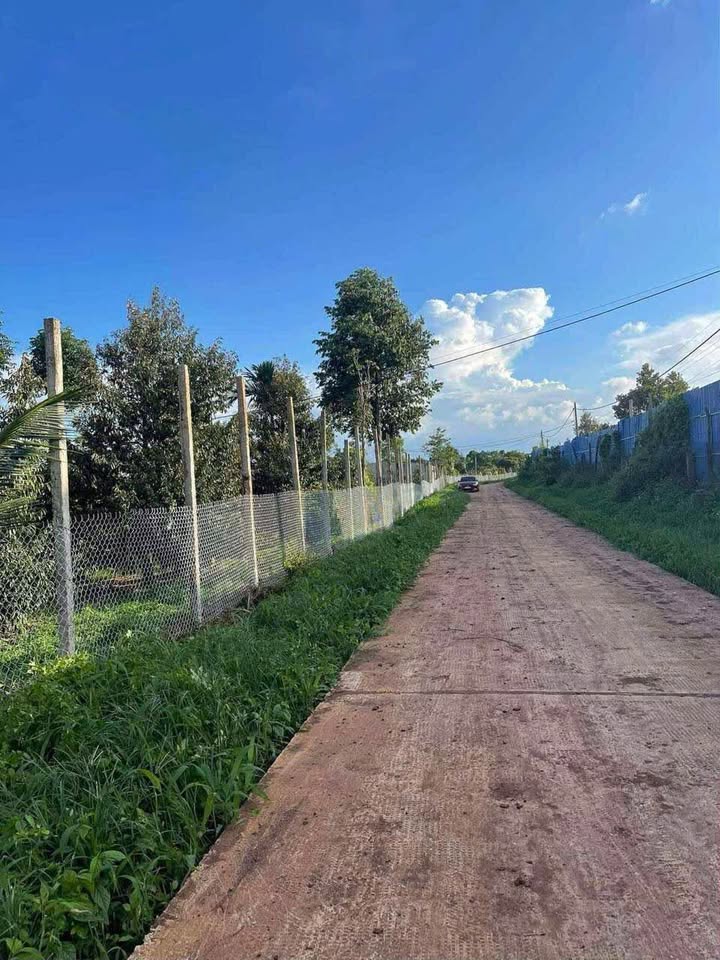 Bán gần 2 hecta sầu riêng vườn trái ngọt, mặt tiền rộng 46m đường thông