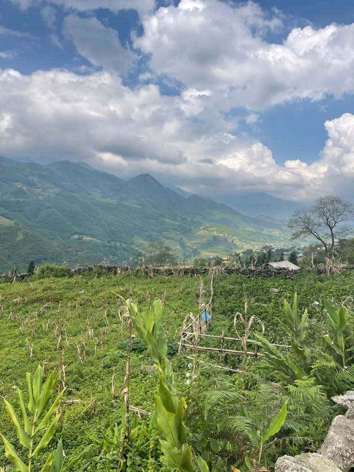 Cơ hội sở hữu ngay mảnh đất vàng tại thôn Giàng Tả Chải Mông, xã Mường Hoa, thị xã Sa Pa