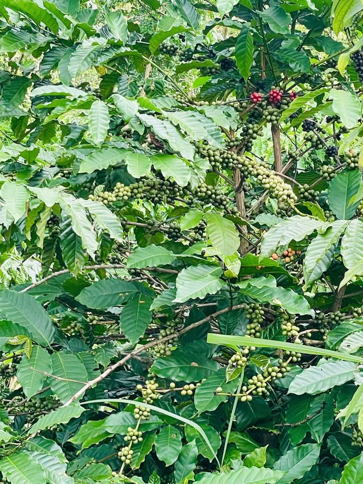 Đất rẫy 3ha Gia Nghĩa ừa ôm suối, vừa có cà phê chín cây, giá hời