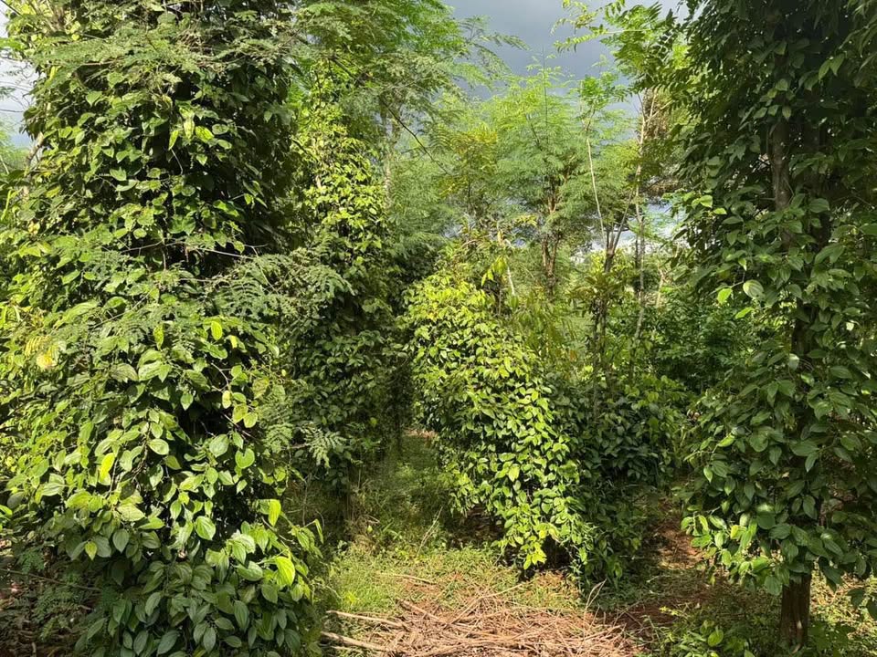 Đất vàng Buôn Ma Thuột 327 Ymoan - 6 sào tiêu sầu riêng, view đồng lúa suối mát lạnh, giá hời