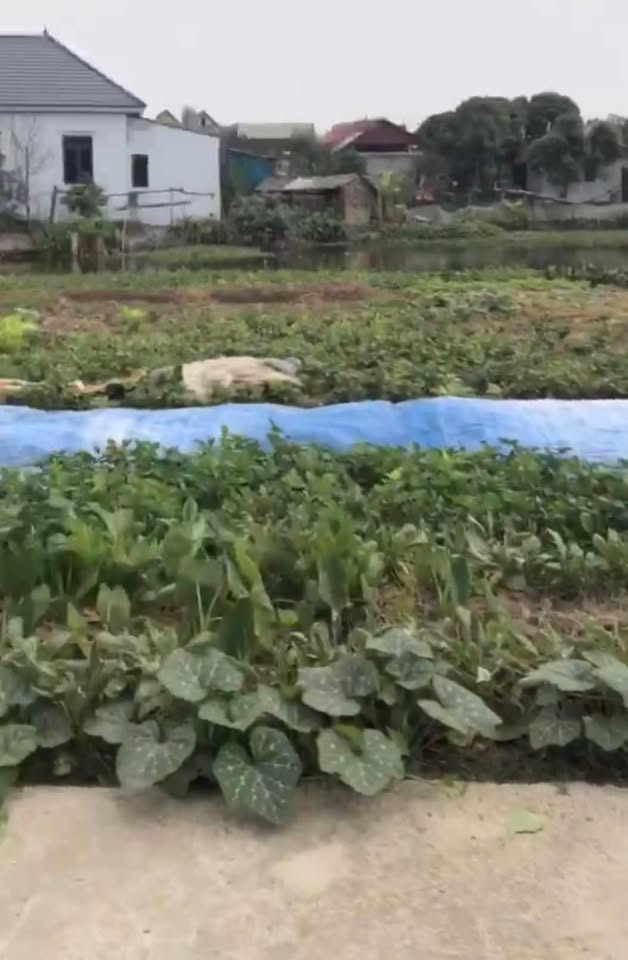 Bán đất Thôn Bồng Lai, Trung Kênh, Bắc Ninh 84m2, đường ô tô thông