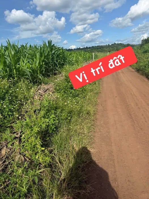 Siêu phẩm đất đẹp, hiếm có khó tìm tại thôn 8, Cưêbur, chỉ cách ngã 6 12km