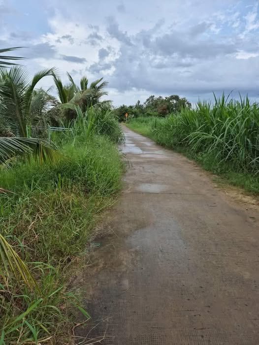 Đất ruộng Ba Tri gần chợ Phú Lễ, mặt tiền đường đan 3m