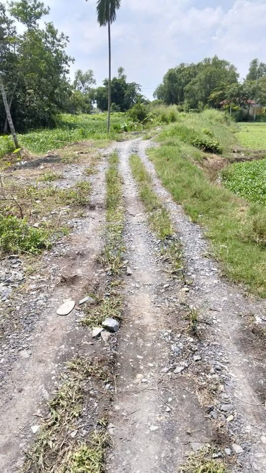 Đất vườn Củ Chi 2039m2 giảm sốc 400 triệu, chốt nhanh giá 3,2 tỷ