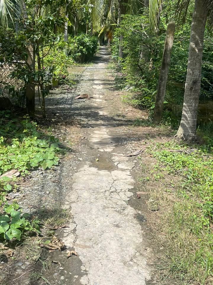 Đất vườn dừa Bến Tre 3000m2 chỉ 380 triệu, vườn nhà bạn sắp có thêm cây vàng