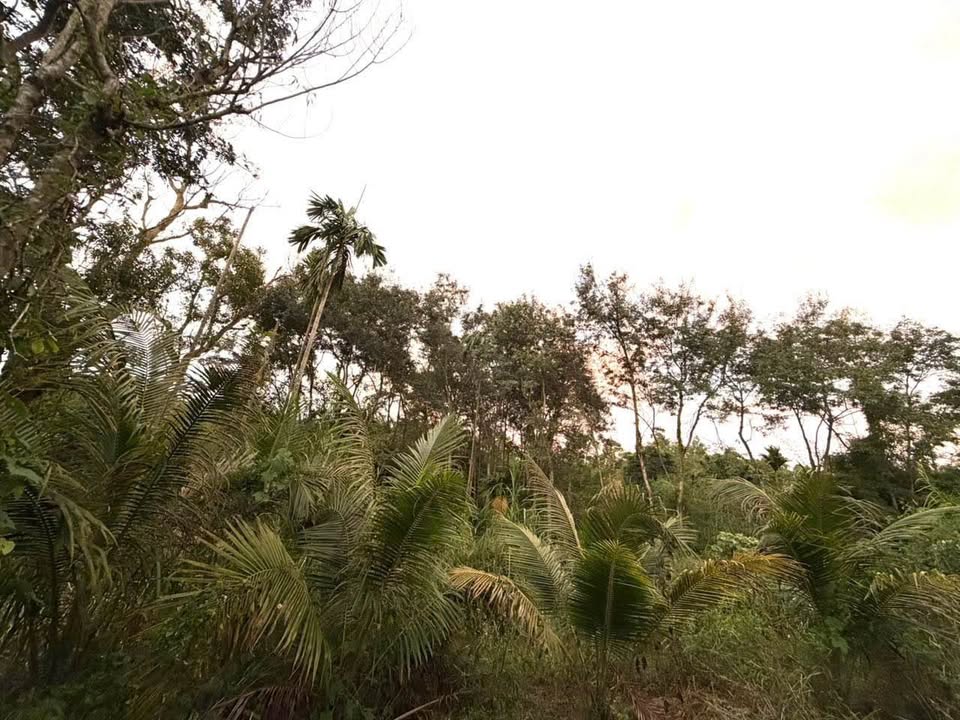 Bán đất nông nghiệp 6.123,4m2 mặt suối, gần khu dân cư, Phường Tân An, Đắk Lắk