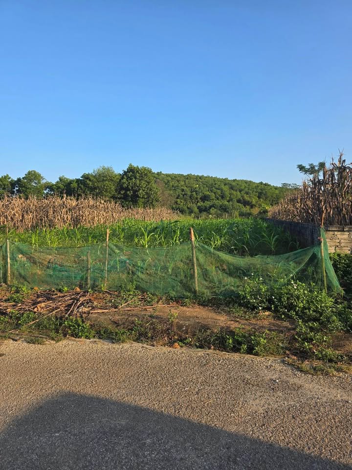 Bán đất TĐC Phú Thịnh – Yên Bình, Yên Bái - 300m², 100% thổ cư