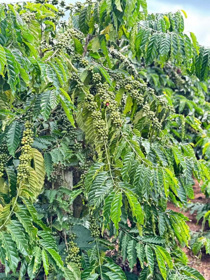 Đất cà phê 1.8 hecta - Thu nhập khủng, giá hời, chủ nhà chờ bạn 'ép giá'