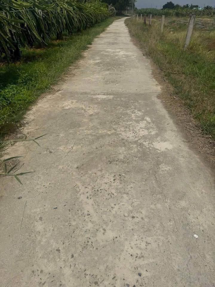 Đất Bình Thuận 1 sào cây lâu năm, thanh long trĩu quả, giá hời