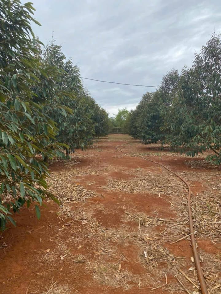 Bán gấp đất vườn sầu riêng tại xã Ea Bar, Đắk Lắk 4,8 sào