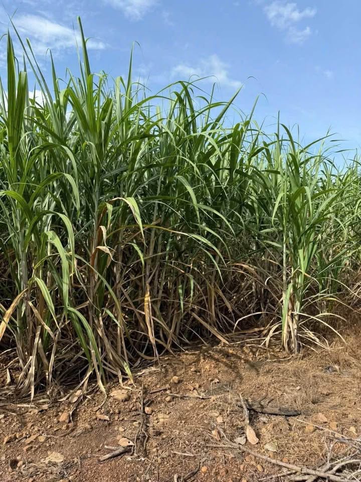 Sở hữu ngay 7ha đất Đắk Lắk, 3ha mía, nhà, suối, giá chỉ 570 triệu