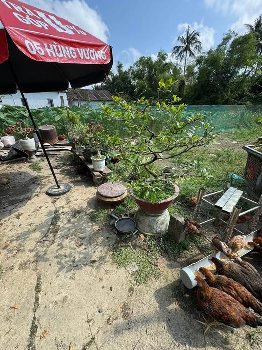 Bán đất 89m2 tại Chiết Bi, Thừa Thiên Huế