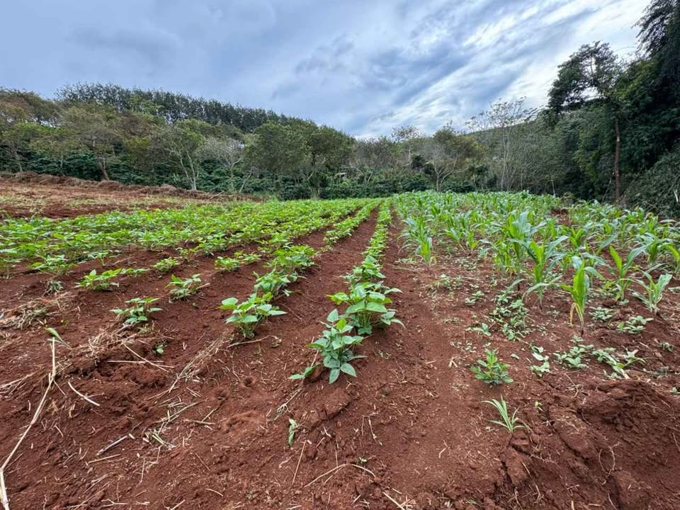 Bán gấp 8 sào đất vàng, sổ đỏ đầy đủ, gần trung tâm Gia Nghĩa