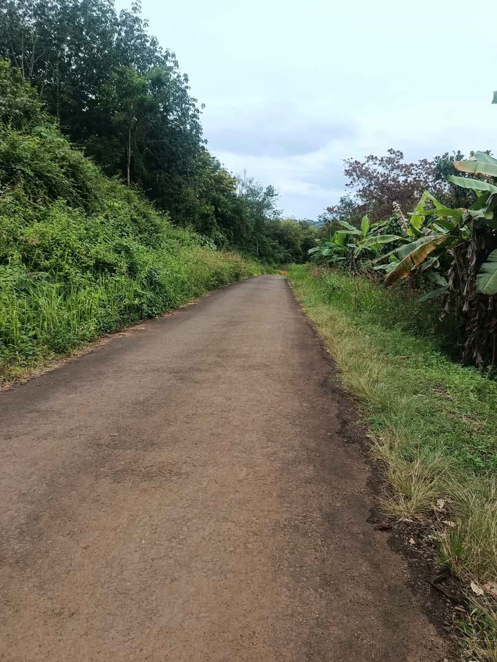 Đất vàng Đắk Nông, 4 xào cà phê full vườn, giá hời 1,3 tỷ