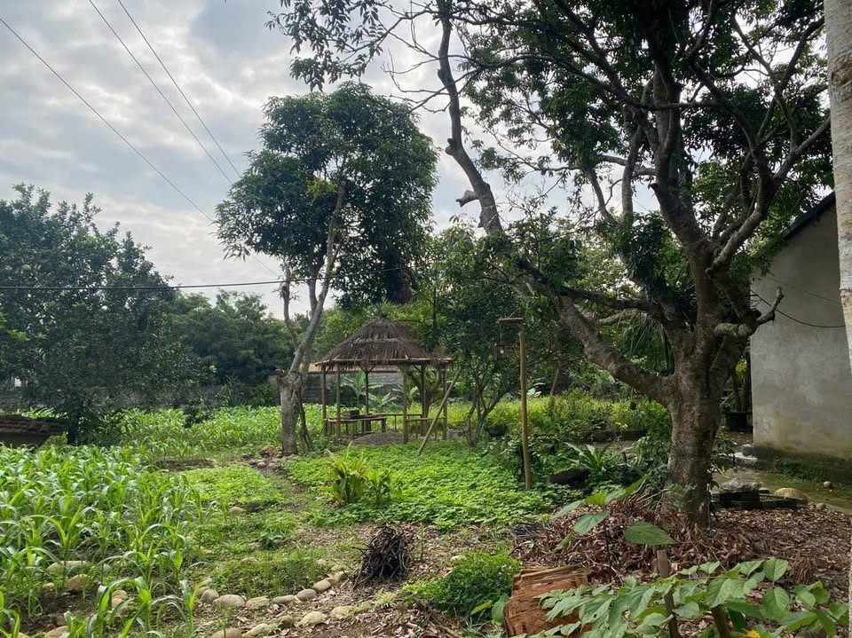 Chào mừng quý vị đến với cơ hội sở hữu một mảnh đất tuyệt đẹp tại thôn Làng Giàng, xã Thái Niên