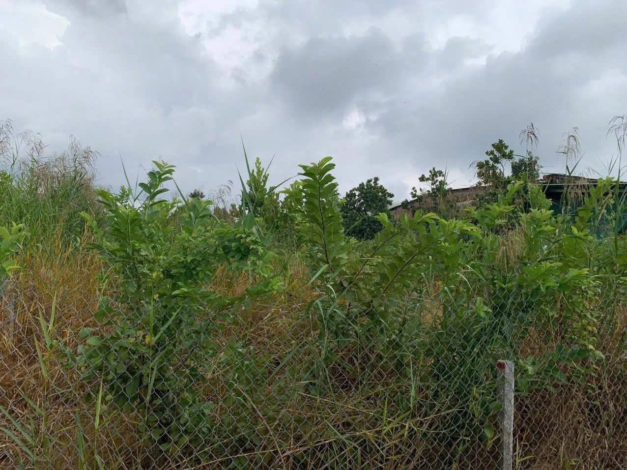 Đất Tiền Giang 1762m2 sát vườn hoa, giá hời 780 triệu