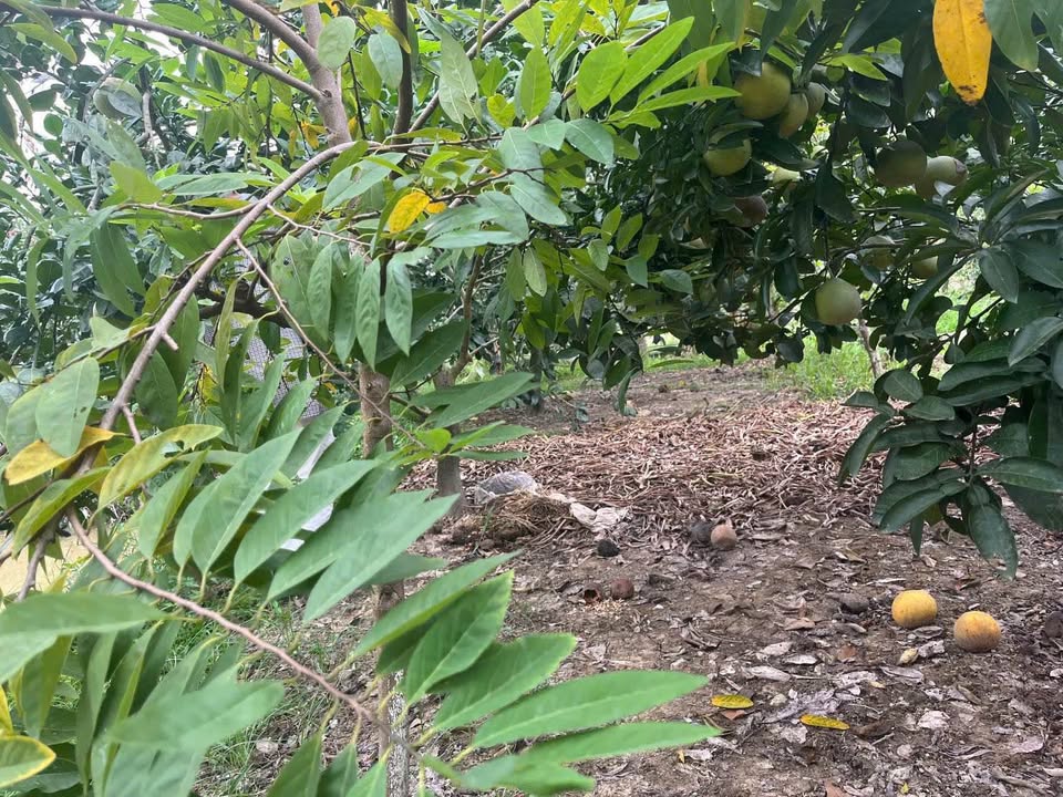 Trang trại 8000m2 ven sông, sổ hồng 50 năm, sẵn sàng kinh doanh đa ngành nghề