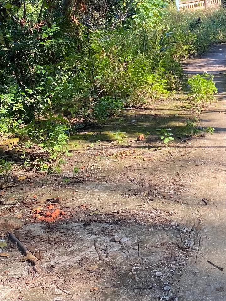 Siêu phẩm đất vườn 405m2 thực tế, sổ đỏ 318m2 đang chờ chủ nhân mới tại đường Trần Đăng Ninh kéo dài