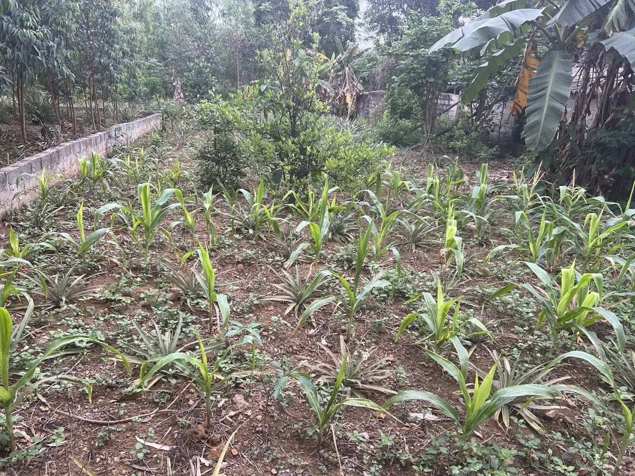 Siêu phẩm đất nền khu 8 Chu Hóa, thành phố Việt Trì, tỉnh Phú Thọ đây rồi