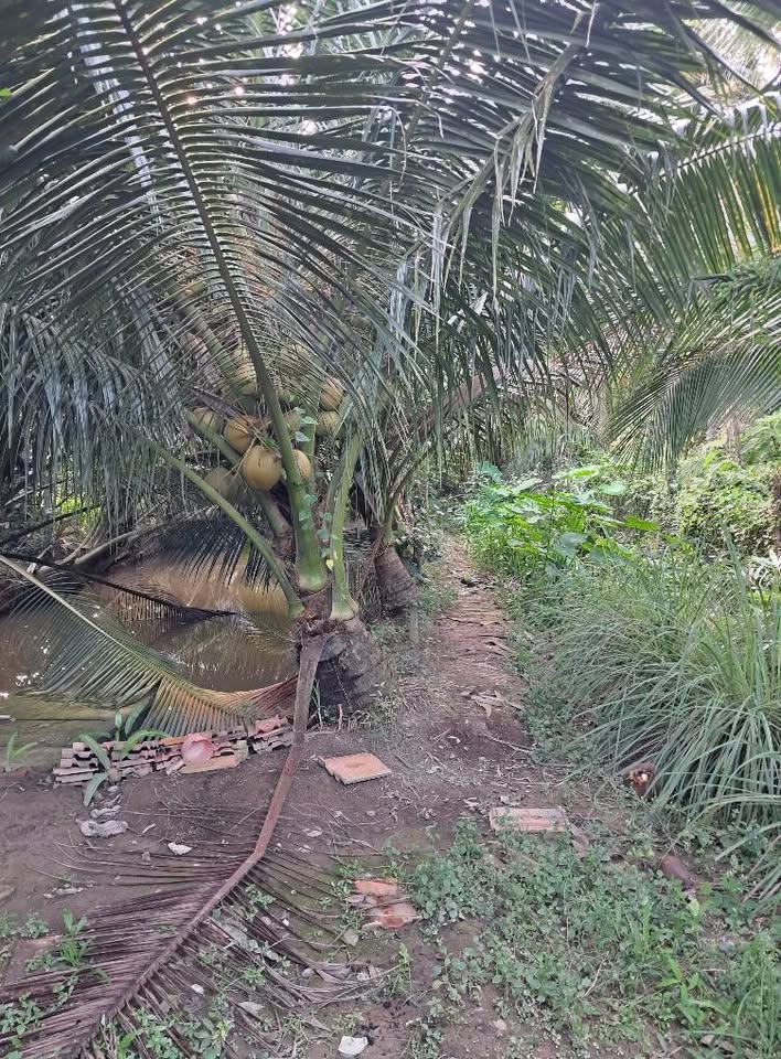 Bán đất 10m x 100m có 300m2 thổ cư tại xã Chợ Gạo, Tiền Giang