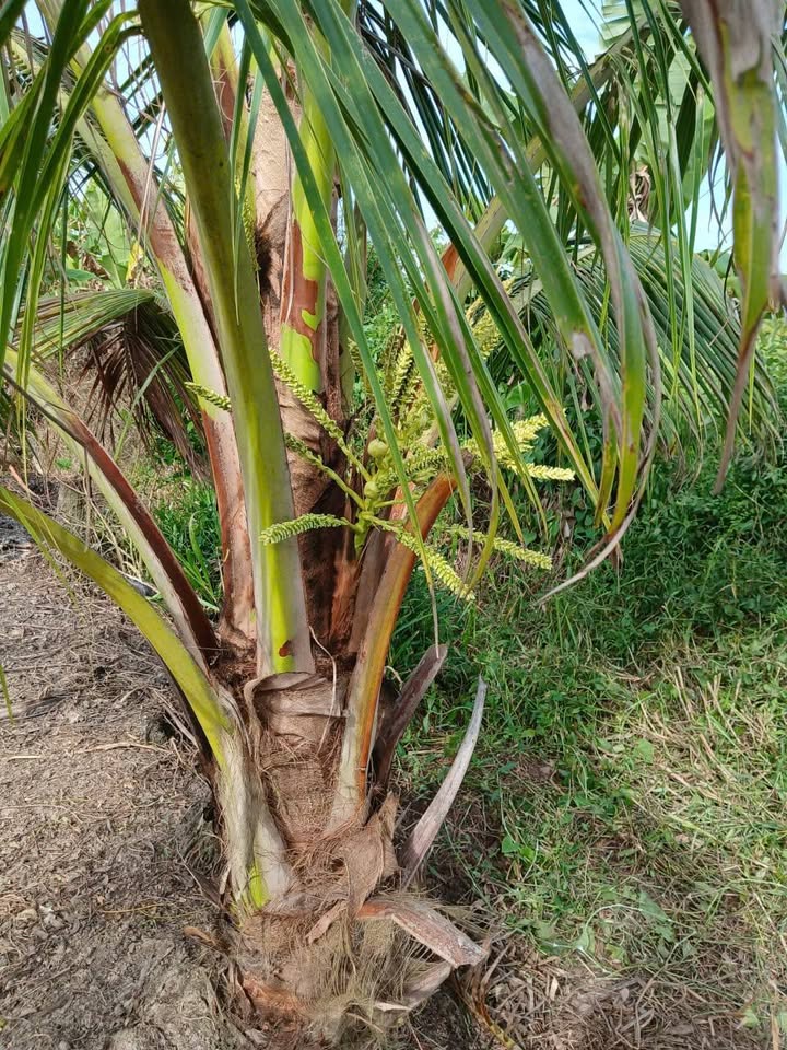 Vườn dừa triệu view, đất nở hậu, sẵn sàng hái quả