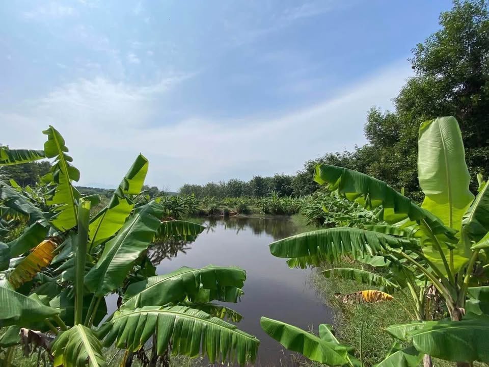 Trang trại triệu đô Quảng Bình 25.000m2 đất, 1.000 cây dược liệu, mít trĩu quả, chuyển thổ cư giá tăng vọt