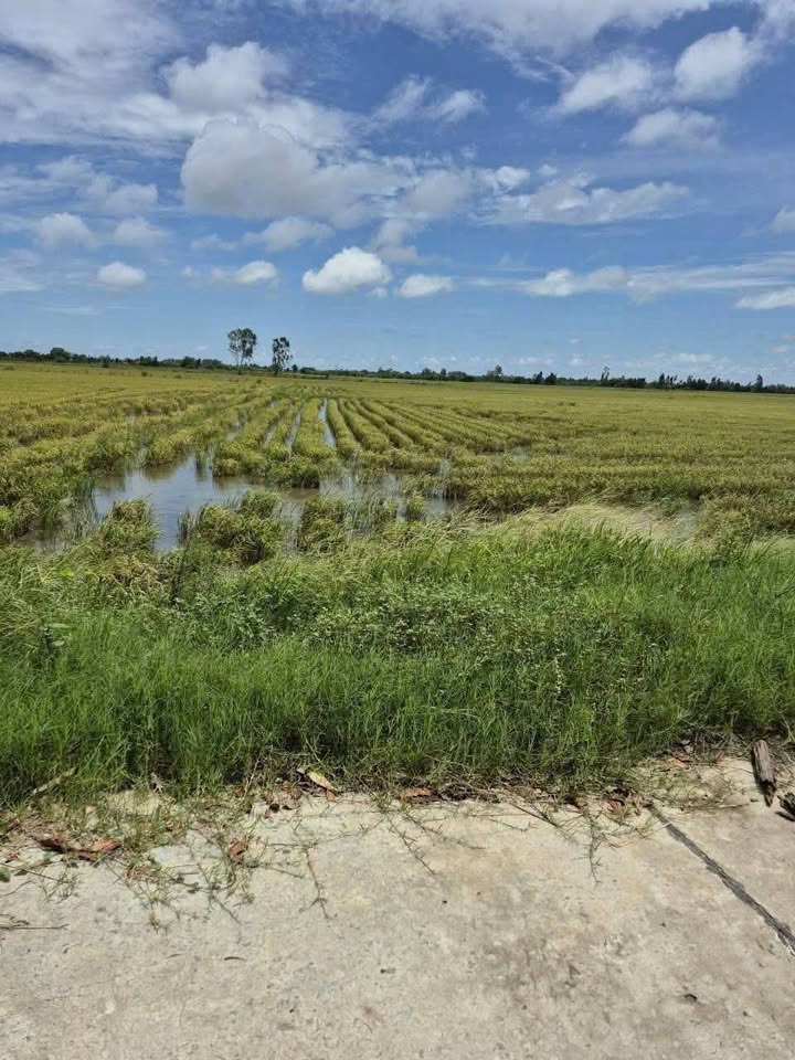 Đất ruộng 3,920m2 ven Kiên Giang, tiềm năng nhà vườn, giá chỉ 850 triệu