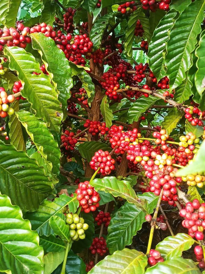 Rẫy 3.5ha xanh lùn sầu riêng Thái, thu nhập ổn định, đường ô tô tới tận nơi