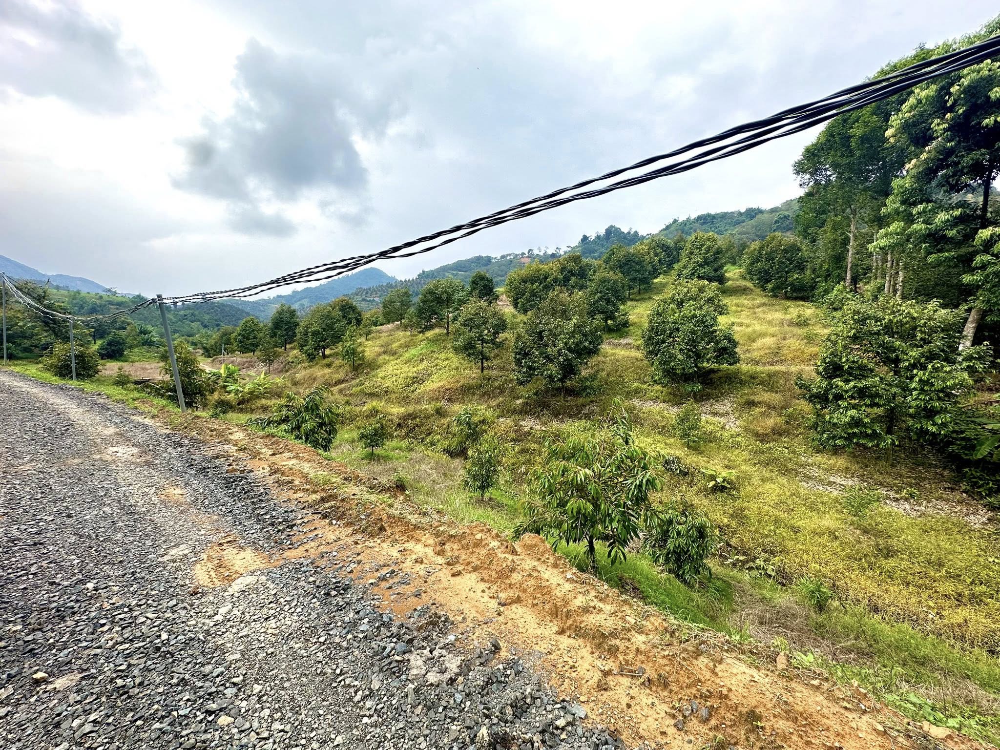 Bán vườn sầu riêng thu hoạch tốt tại Đạ Tồn, Đạ Huoai, diện tích gần 1.2ha