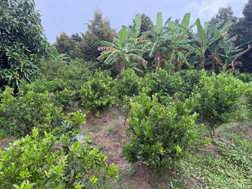 Bán đất 850m2 có 300m2 thổ cư tại Hòa Nghĩa, Chợ Lách, Bến Tre giá 470 triệu