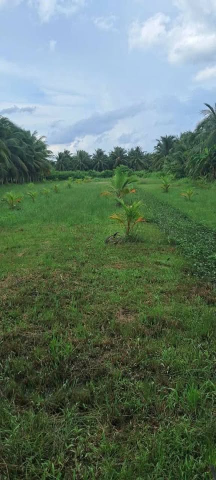 Bán gấp đất vàng Bình Ninh 1928m2 vuông vức, sổ sẵn, giá ngộp