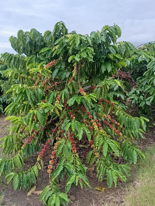 Cơ hội sở hữu ngay 2 hecta đất vườn cà phê trù phú tại Di Linh, Lâm Đồng