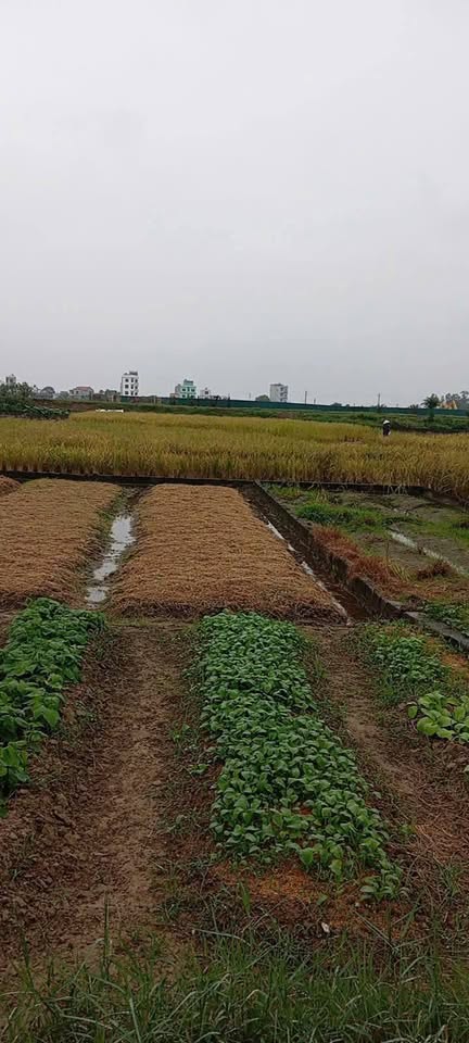 Bán lô đất vuông vắn 132m2, mặt tiền 6m tại xã Kim Chung, Hưng Hà