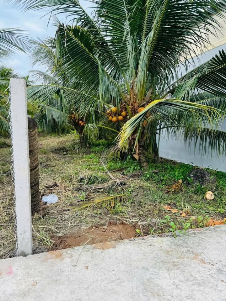 Bến Tre đất nền biệt thự mini Phú Tân, cơ hội vàng sở hữu ngay