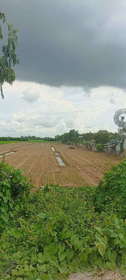 Siêu phẩm đất nền An Giang, diện tích khủng hơn 7 công đang khai thác hiệu quả với hợp đồng cho thuê trồng bắp