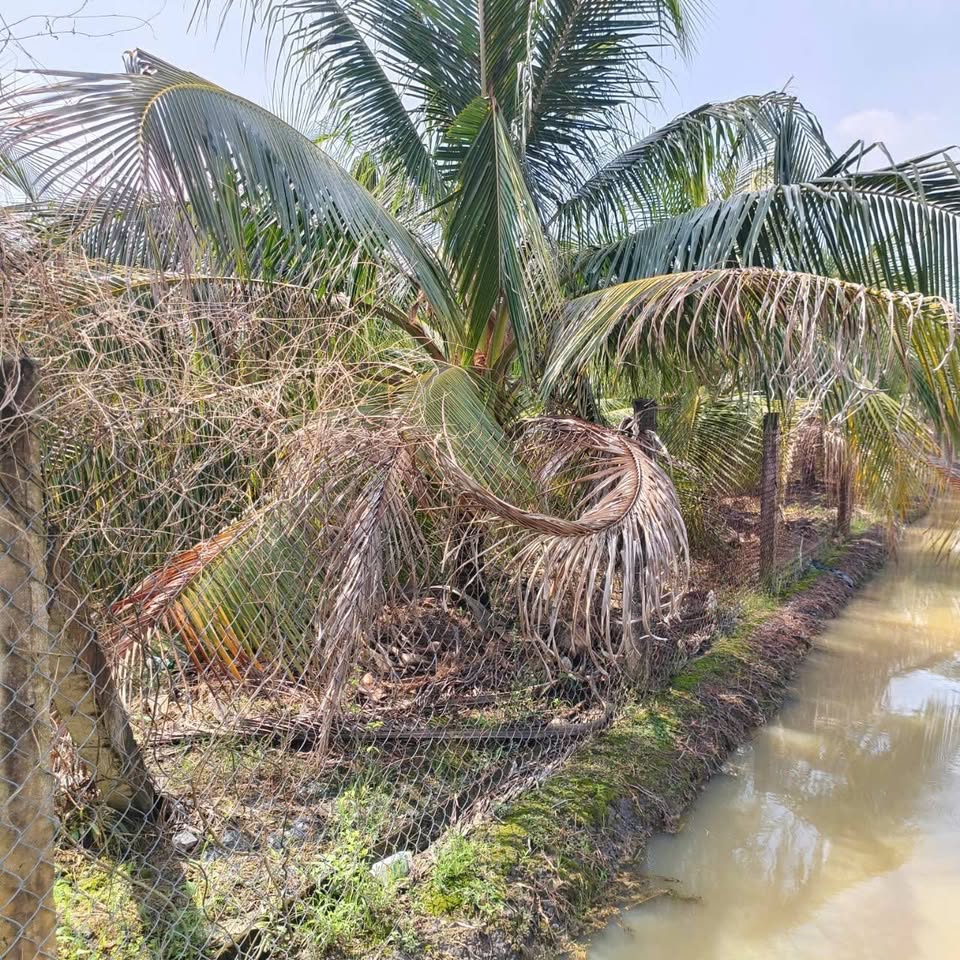 Đất vàng Long An, x50m, giá hời 650 triệu