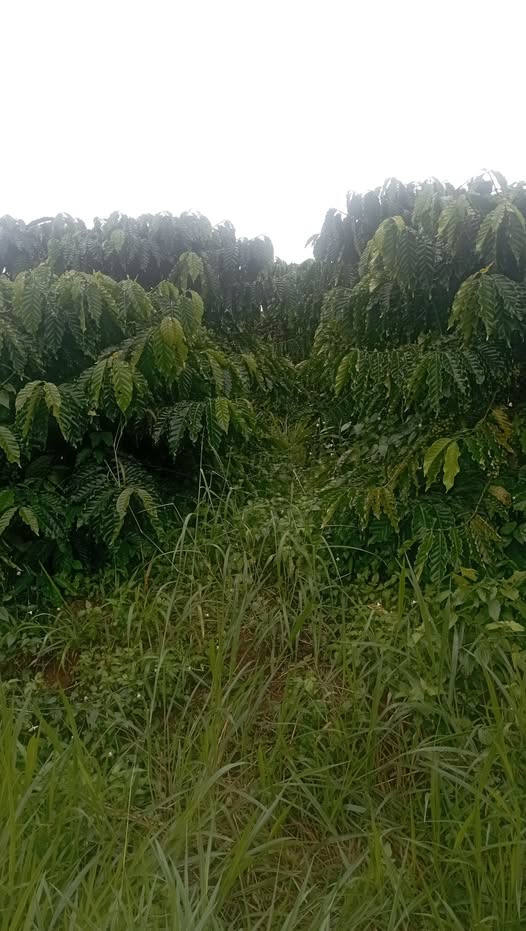 Bán 1,2 hecta rẫy tiêu, cà phê, sầu riêng đất bằng đẹp, vị trí đắc địa