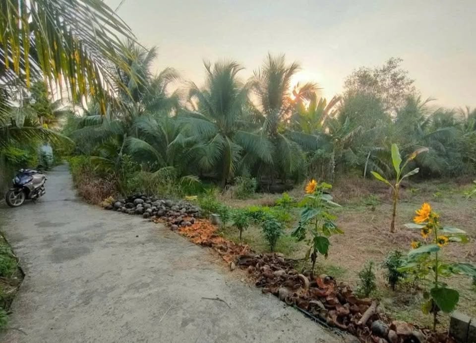 Đất thổ cư Phú Nhuận, Bến Tre 102m² giá chỉ 450 củ khoai