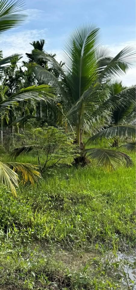 Đất dừa trù phú, mặt tiền rộng hơn 100m tại Trà Vinh - Cơ hội định cư lý tưởng