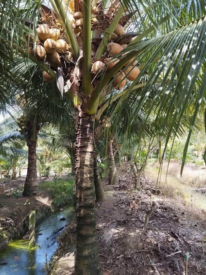 Vườn dừa Thành Triệu giá chỉ 650 triệu, đầu tư là lời ngay