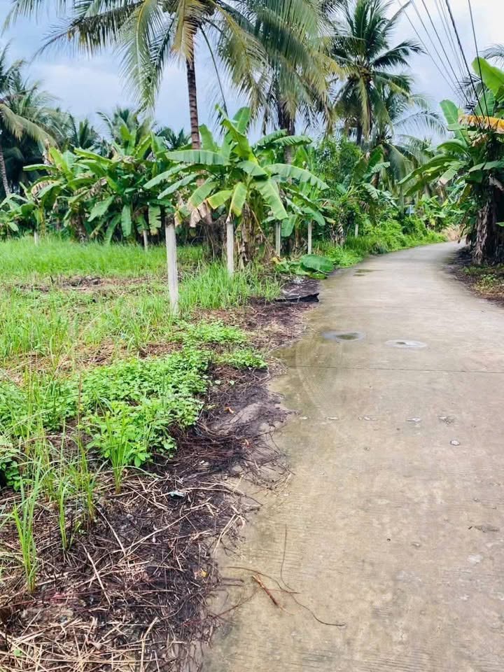 Bán nền biệt thự 560m2 mặt tiền đường Liên Xã, Phú Túc, Bến Tre