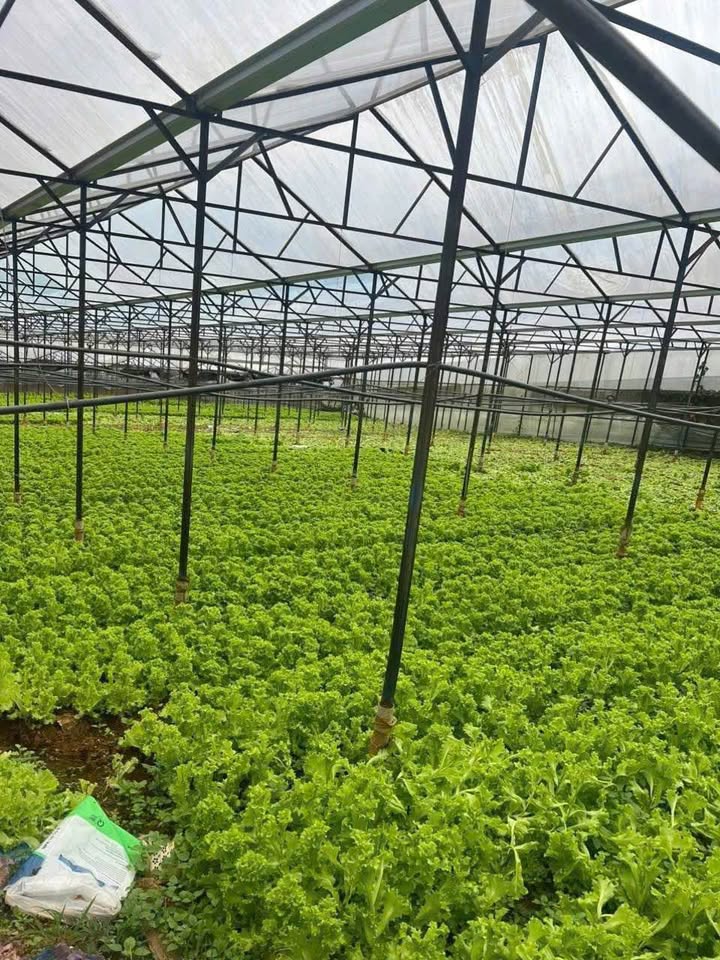 Bán đất vườn hẻm Nguyễn Đình Thi, phường Langbiang, Đà Lạt