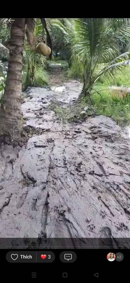 Bán đất 1.600m2 mặt tiền 23m tại Bình Thành, Giồng Trôm, Bến Tre